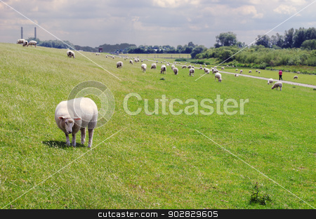 To use this stock image in your creative project, please select the size you need over to the right and click the "Add to Cart" button.
Your downloaded image will come with the Cutcaster watermark removed so don’t worry about the watermark you see on this page. Sheep on bank stock photo, Sheep standing on a bank at the Elbe in Wedel, near Hamburg. A lonely jogger is on his way. by Nils Prause
