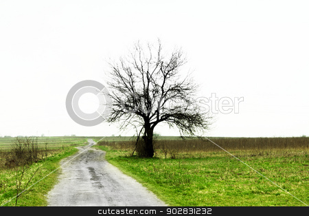 To use this stock image in your creative project, please select the size you need over to the right and click the "Add to Cart" button.
Your downloaded image will come with the Cutcaster watermark removed so don’t worry about the watermark you see on this page. Simply Nature stock photo, Simply Nature by WDGPhoto