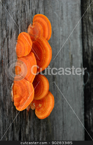 To use this stock image in your creative project, please select the size you need over to the right and click the "Add to Cart" button.
Your downloaded image will come with the Cutcaster watermark removed so don’t worry about the watermark you see on this page. mushrooms stock photo, orange mushrooms on the wood by antonihalim