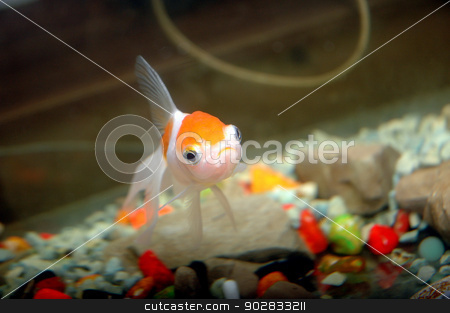 To use this stock image in your creative project, please select the size you need over to the right and click the "Add to Cart" button.
Your downloaded image will come with the Cutcaster watermark removed so don’t worry about the watermark you see on this page. goldfish stock photo, goldfish in aquarium by antonihalim