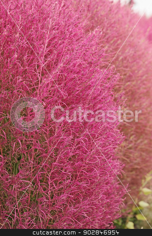 To use this stock image in your creative project, please select the size you need over to the right and click the "Add to Cart" button.
Your downloaded image will come with the Cutcaster watermark removed so don’t worry about the watermark you see on this page. astilba stock photo, Downy, pink decorative bush of astilba visions by Iuliia Malivanchuk
