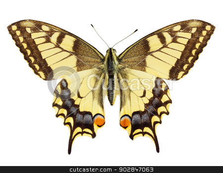 To use this stock image in your creative project, please select the size you need over to the right and click the "Add to Cart" button.
Your downloaded image will come with the Cutcaster watermark removed so don’t worry about the watermark you see on this page. butterfly stock photo, Beautiful yellow butterfly against the white background by Iuliia Malivanchuk