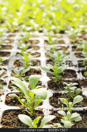 To use this stock image in your creative project, please select the size you need over to the right and click the "Add to Cart" button.
Your downloaded image will come with the Cutcaster watermark removed so don’t worry about the watermark you see on this page. petunia stock photo, seedlings of petunia is grown in the greenhouse by Iuliia Malivanchuk