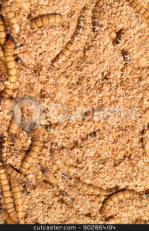 To use this stock image in your creative project, please select the size you need over to the right and click the "Add to Cart" button.
Your downloaded image will come with the Cutcaster watermark removed so don’t worry about the watermark you see on this page. Mealworms stock photo, Many ugly worms as background - close up by Nneirda