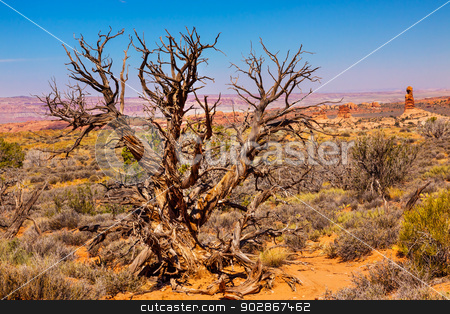 To use this stock image in your creative project, please select the size you need over to the right and click the "Add to Cart" button.
Your downloaded image will come with the Cutcaster watermark removed so don’t worry about the watermark you see on this page. Juniper Tree Sandstone Hoodoos Windows Section Arches National P stock photo, Juniper Tree Sandstone Hoodoos Windows Section Arches National Park Moab Utah USA Southwest. by William Perry