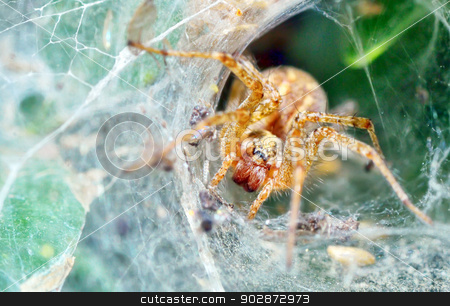 To use this stock image in your creative project, please select the size you need over to the right and click the "Add to Cart" button.
Your downloaded image will come with the Cutcaster watermark removed so don’t worry about the watermark you see on this page. Araneus diadematus stock photo, macro shoot of Araneus diadematus by Iordache Magdalena