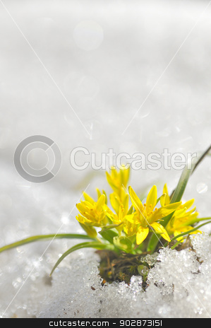 To use this stock image in your creative project, please select the size you need over to the right and click the "Add to Cart" button.
Your downloaded image will come with the Cutcaster watermark removed so don’t worry about the watermark you see on this page. yellow spring flowers stock photo, yellow spring flowers macro coming from ice by Iordache Magdalena