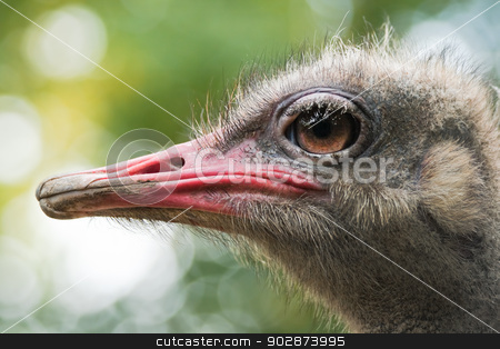 To use this stock image in your creative project, please select the size you need over to the right and click the "Add to Cart" button.
Your downloaded image will come with the Cutcaster watermark removed so don’t worry about the watermark you see on this page. Ostrich or Struthio camelus head in side angle view stock photo, Ostrich or Struthio camelus head in side angle view with autumn colors in background by Colette Planken-Kooij