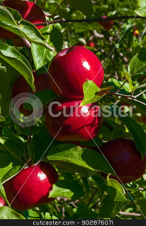 To use this stock image in your creative project, please select the size you need over to the right and click the "Add to Cart" button.
Your downloaded image will come with the Cutcaster watermark removed so don’t worry about the watermark you see on this page. Courtland Apples stock photo, Courtland Apples fresh on the tree by Ed Corey