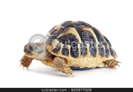 To use this stock image in your creative project, please select the size you need over to the right and click the "Add to Cart" button.
Your downloaded image will come with the Cutcaster watermark removed so don’t worry about the watermark you see on this page. Tortoise stock photo, Testudo hermanni tortoiseon a white isolated background by Bonzami Emmanuelle