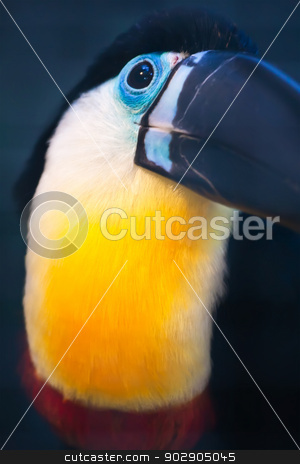 To use this stock image in your creative project, please select the size you need over to the right and click the "Add to Cart" button.
Your downloaded image will come with the Cutcaster watermark removed so don’t worry about the watermark you see on this page. Toucan stock photo, Cute exotic toucan with huge beak sitting on small stick by Alexey Popov