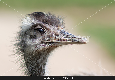 To use this stock image in your creative project, please select the size you need over to the right and click the "Add to Cart" button.
Your downloaded image will come with the Cutcaster watermark removed so don’t worry about the watermark you see on this page. Emu portrait stock photo, Closeup portrait emu on green blurred background by Marian Bauer