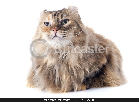 To use this stock image in your creative project, please select the size you need over to the right and click the "Add to Cart" button.
Your downloaded image will come with the Cutcaster watermark removed so don’t worry about the watermark you see on this page. american curl cat stock photo, american curl cat in front of white background by Bonzami Emmanuelle