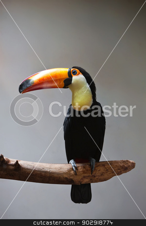 To use this stock image in your creative project, please select the size you need over to the right and click the "Add to Cart" button.
Your downloaded image will come with the Cutcaster watermark removed so don’t worry about the watermark you see on this page. Toucan stock photo, Cute exotic toucan with huge beak sitting on small stick by Alexey Popov