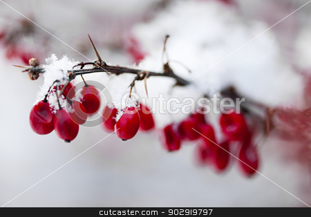 To use this stock image in your creative project, please select the size you need over to the right and click the "Add to Cart" button.
Your downloaded image will come with the Cutcaster watermark removed so don’t worry about the watermark you see on this page. Red winter berries under snow stock photo, Snowy red barberry berries closeup in winter by Elena Elisseeva