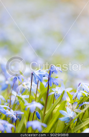 To use this stock image in your creative project, please select the size you need over to the right and click the "Add to Cart" button.
Your downloaded image will come with the Cutcaster watermark removed so don’t worry about the watermark you see on this page. Spring blue flowers glory-of-the-snow stock photo, Spring background with early blue flowers glory-of-the-snow and copy space for text by Elena Elisseeva