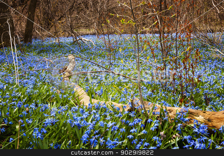 To use this stock image in your creative project, please select the size you need over to the right and click the "Add to Cart" button.
Your downloaded image will come with the Cutcaster watermark removed so don’t worry about the watermark you see on this page. Spring blue flowers glory-of-the-snow stock photo, A carpet of early spring blue flowers glory-of-the-snow blooming in abundance on forest floor. Ontario, Canada. by Elena Elisseeva