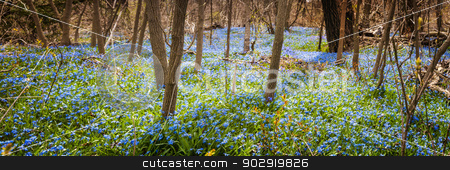 To use this stock image in your creative project, please select the size you need over to the right and click the "Add to Cart" button.
Your downloaded image will come with the Cutcaster watermark removed so don’t worry about the watermark you see on this page. Carpet of blue flowers in spring forest stock photo, Panorama of early spring blue flowers glory-of-the-snow blooming in abundance on forest floor. Ontario, Canada. by Elena Elisseeva