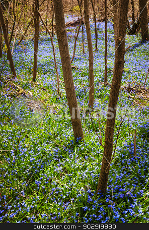 To use this stock image in your creative project, please select the size you need over to the right and click the "Add to Cart" button.
Your downloaded image will come with the Cutcaster watermark removed so don’t worry about the watermark you see on this page. Spring meadow with blue flowers glory-of-the-snow stock photo, Forest floor with spring blue glory-of-the-snow flowers blooming in abundance. Ontario, Canada. by Elena Elisseeva