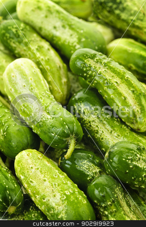To use this stock image in your creative project, please select the size you need over to the right and click the "Add to Cart" button.
Your downloaded image will come with the Cutcaster watermark removed so don’t worry about the watermark you see on this page. Cucumbers background stock photo, Fresh green cucumbers in a pile closeup, vegetable background by Elena Elisseeva