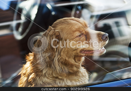 To use this stock image in your creative project, please select the size you need over to the right and click the "Add to Cart" button.
Your downloaded image will come with the Cutcaster watermark removed so don’t worry about the watermark you see on this page. Dog locked in car stock photo, Portrait of australian shepherd dog locked in car by Elena Elisseeva