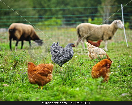To use this stock image in your creative project, please select the size you need over to the right and click the "Add to Cart" button.
Your downloaded image will come with the Cutcaster watermark removed so don’t worry about the watermark you see on this page. Chickens and sheep grazing on organic farm stock photo, Chickens and sheep freely grazing on a small scale sustainable farm by Elena Elisseeva