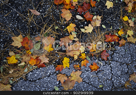 To use this stock image in your creative project, please select the size you need over to the right and click the "Add to Cart" button.
Your downloaded image will come with the Cutcaster watermark removed so don’t worry about the watermark you see on this page. Fall leaves on pavement stock photo, Colorful autumn maple leaves and pine needles on old pavement by Elena Elisseeva