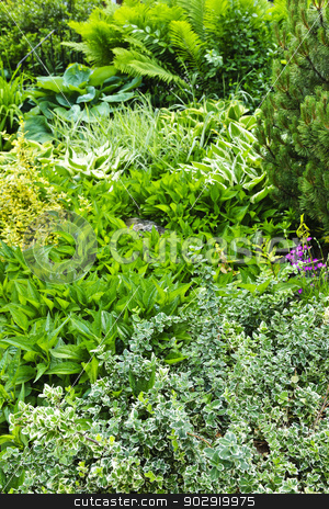 To use this stock image in your creative project, please select the size you need over to the right and click the "Add to Cart" button.
Your downloaded image will come with the Cutcaster watermark removed so don’t worry about the watermark you see on this page. Green summer garden stock photo, Various shades of green foliage in lush summer garden by Elena Elisseeva