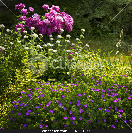 To use this stock image in your creative project, please select the size you need over to the right and click the "Add to Cart" button.
Your downloaded image will come with the Cutcaster watermark removed so don’t worry about the watermark you see on this page. Summer garden stock photo, Beautiful summer garden with various plants and flowers blooming basking in sunshine by Elena Elisseeva