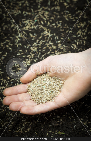 To use this stock image in your creative project, please select the size you need over to the right and click the "Add to Cart" button.
Your downloaded image will come with the Cutcaster watermark removed so don’t worry about the watermark you see on this page. Hand holding grass seed stock photo, Grass seed held in hand over soil and planted seeds with copy space by Elena Elisseeva