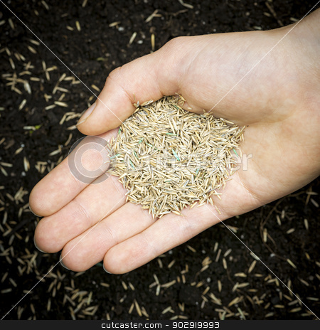 To use this stock image in your creative project, please select the size you need over to the right and click the "Add to Cart" button.
Your downloaded image will come with the Cutcaster watermark removed so don’t worry about the watermark you see on this page. Hand holding grass seed stock photo, Grass seed held in hand over soil with planted seeds by Elena Elisseeva