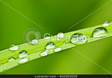 To use this stock image in your creative project, please select the size you need over to the right and click the "Add to Cart" button.
Your downloaded image will come with the Cutcaster watermark removed so don’t worry about the watermark you see on this page. Water drops on grass blade stock photo, Macro closeup of water drops on green grass blade by Elena Elisseeva