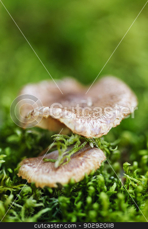 To use this stock image in your creative project, please select the size you need over to the right and click the "Add to Cart" button.
Your downloaded image will come with the Cutcaster watermark removed so don’t worry about the watermark you see on this page. Wood mushrooms stock photo, Brown wood mushrooms growing on mossy green forest floor by Elena Elisseeva