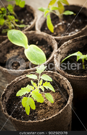 To use this stock image in your creative project, please select the size you need over to the right and click the "Add to Cart" button.
Your downloaded image will come with the Cutcaster watermark removed so don’t worry about the watermark you see on this page. Seedlings growing in peat moss pots stock photo, Potted seedlings growing in biodegradable peat moss pots close up by Elena Elisseeva