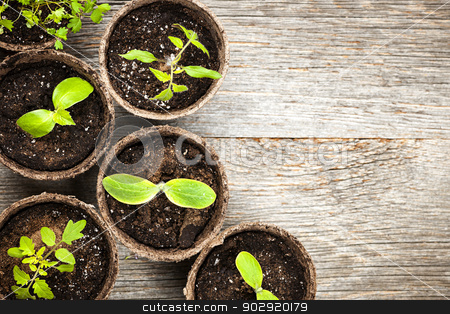 To use this stock image in your creative project, please select the size you need over to the right and click the "Add to Cart" button.
Your downloaded image will come with the Cutcaster watermark removed so don’t worry about the watermark you see on this page. Seedlings growing in peat moss pots stock photo, Potted seedlings growing in biodegradable peat moss pots on wooden background with copy space by Elena Elisseeva