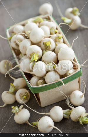 To use this stock image in your creative project, please select the size you need over to the right and click the "Add to Cart" button.
Your downloaded image will come with the Cutcaster watermark removed so don’t worry about the watermark you see on this page. Basket of small turnips stock photo, Many small white freshly picked turnips in basket for sale on farmers market by Elena Elisseeva