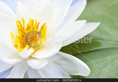To use this stock image in your creative project, please select the size you need over to the right and click the "Add to Cart" button.
Your downloaded image will come with the Cutcaster watermark removed so don’t worry about the watermark you see on this page. Lotus flower stock photo, White lotus flower or water lily floating by Elena Elisseeva