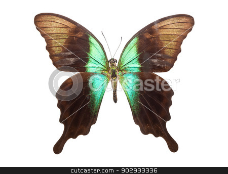 To use this stock image in your creative project, please select the size you need over to the right and click the "Add to Cart" button.
Your downloaded image will come with the Cutcaster watermark removed so don’t worry about the watermark you see on this page. Butterfly Papilio Peranthus stock photo, Beautiful tropical butterfly Papilio Peranthus isolated on white background by Alexey Popov