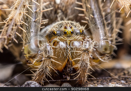 To use this stock image in your creative project, please select the size you need over to the right and click the "Add to Cart" button.
Your downloaded image will come with the Cutcaster watermark removed so don’t worry about the watermark you see on this page. Spider macro stock photo, Macro photography of a spider by Pedro Campos