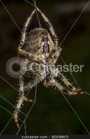 To use this stock image in your creative project, please select the size you need over to the right and click the "Add to Cart" button.
Your downloaded image will come with the Cutcaster watermark removed so don’t worry about the watermark you see on this page. Spider on the web stock photo, Spider staring on its web by Pedro Campos