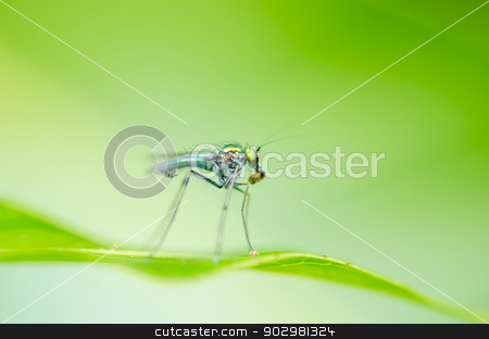 To use this stock image in your creative project, please select the size you need over to the right and click the "Add to Cart" button.
Your downloaded image will come with the Cutcaster watermark removed so don’t worry about the watermark you see on this page. fly in green nature stock photo, fly in green nature or in the city or food by sweetcrisis