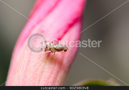 To use this stock image in your creative project, please select the size you need over to the right and click the "Add to Cart" button.
Your downloaded image will come with the Cutcaster watermark removed so don’t worry about the watermark you see on this page. fly in green nature stock photo, fly in green nature or in the city or food by sweetcrisis