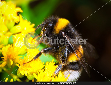 To use this stock image in your creative project, please select the size you need over to the right and click the "Add to Cart" button.
Your downloaded image will come with the Cutcaster watermark removed so don’t worry about the watermark you see on this page. Bumblebee stock photo, Macro photo of nice Bumblebee working on Flower by Alexey Popov