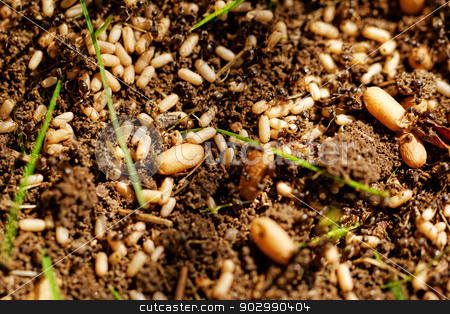 To use this stock image in your creative project, please select the size you need over to the right and click the "Add to Cart" button.
Your downloaded image will come with the Cutcaster watermark removed so don’t worry about the watermark you see on this page. ant eggs stock photo, in the anthill moving ants the eggs by Jozsef Demeter