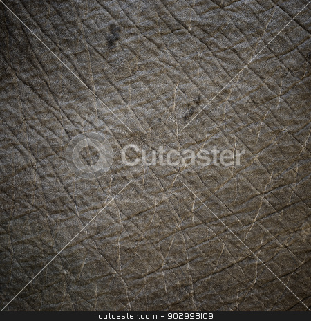 To use this stock image in your creative project, please select the size you need over to the right and click the "Add to Cart" button.
Your downloaded image will come with the Cutcaster watermark removed so don’t worry about the watermark you see on this page. Elephant skin texture stock photo, Elephant skin texture with vignette by Dutourdumonde