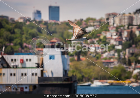 To use this stock image in your creative project, please select the size you need over to the right and click the "Add to Cart" button.
Your downloaded image will come with the Cutcaster watermark removed so don’t worry about the watermark you see on this page. Gull Above the Bosphorus stock photo, Gull Flying above the Boshporus Strait in Istanbul by Scott Griessel