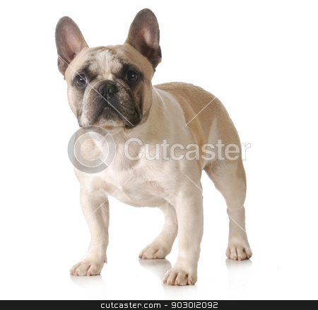 To use this stock image in your creative project, please select the size you need over to the right and click the "Add to Cart" button.
Your downloaded image will come with the Cutcaster watermark removed so don’t worry about the watermark you see on this page. french bulldog stock photo, french bulldog standing isolated on white background by John McAllister