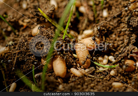 To use this stock image in your creative project, please select the size you need over to the right and click the "Add to Cart" button.
Your downloaded image will come with the Cutcaster watermark removed so don’t worry about the watermark you see on this page. ant eggs stock photo, in the anthill moving ants the eggs by Jozsef Demeter