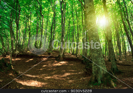 To use this stock image in your creative project, please select the size you need over to the right and click the "Add to Cart" button.
Your downloaded image will come with the Cutcaster watermark removed so don’t worry about the watermark you see on this page. Green forest stock photo, Green forest in Gambarie d'Aspromonte of Calabria Italy, with sunflare by Natalia Macheda