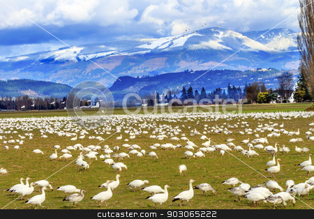 To use this stock image in your creative project, please select the size you need over to the right and click the "Add to Cart" button.
Your downloaded image will come with the Cutcaster watermark removed so don’t worry about the watermark you see on this page. Snow Geese Mountains Skagit Valley Washington stock photo, Snow Geese Feeding Snow Mountains Skagit Valley Washington by William Perry